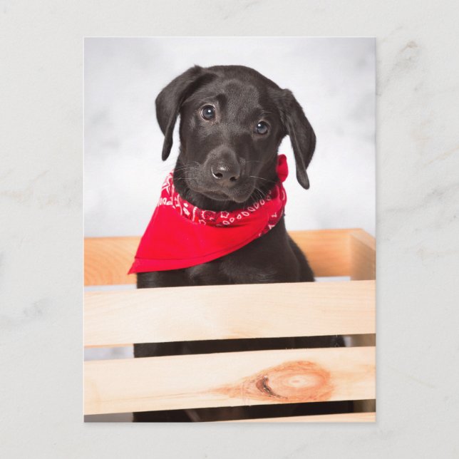 Black Labrador Retriever Puppy Postcard (Front)