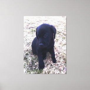 Black Labrador Retriever Puppy Wrapped Canvas