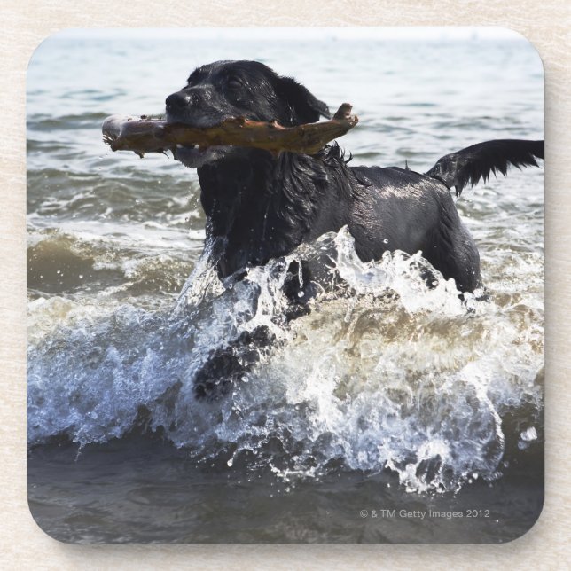 Black Labrador retriever running through surf, Coaster (Front)