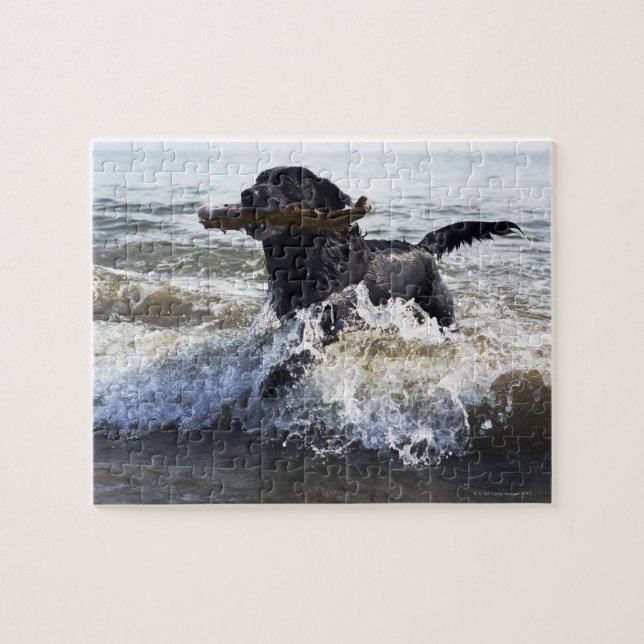 Black Labrador retriever running through surf, Jigsaw Puzzle (Horizontal)