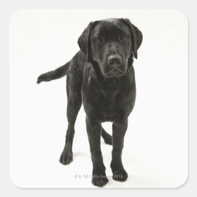 Black labrador retriever square sticker (Front)