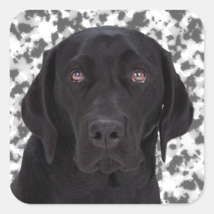 Black Labrador Retriever Square Sticker