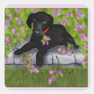 Black Labrador, Square Sticker
