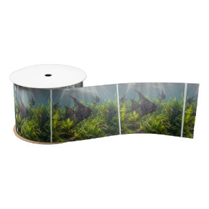 Black Lace Angelfish in Seaweed Satin Ribbon