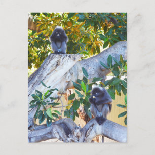 Black Langur Monkeys Eating, Postcard