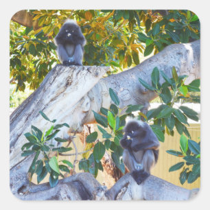 Black Langur Monkeys Eating, Sticker