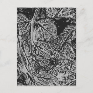 Black leaves postcard