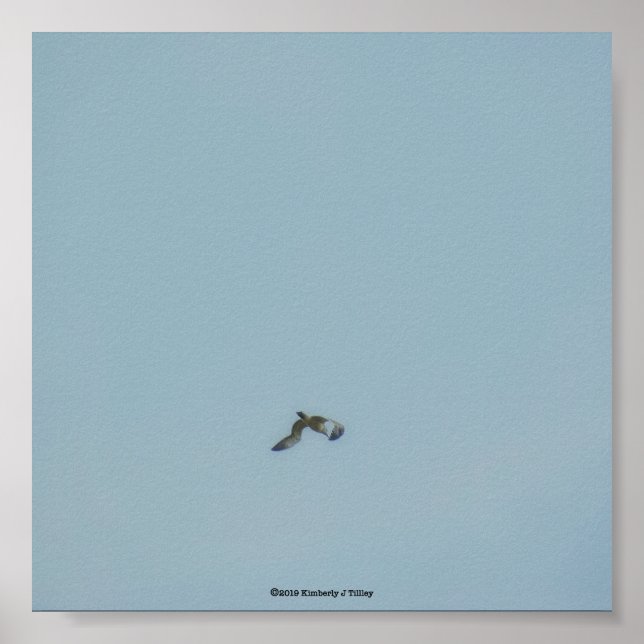 Black-legged kittiwake poster (Front)