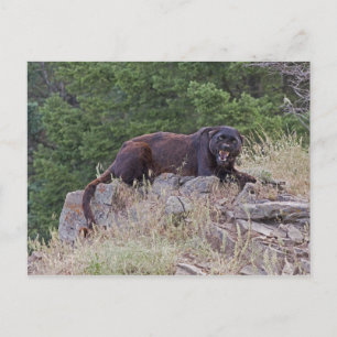 Black Leopard Postcard