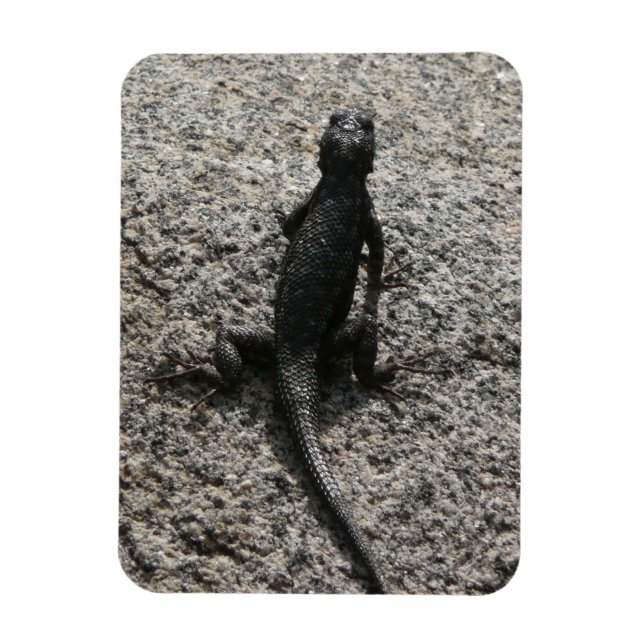 Black Lizard Magnet (Vertical)