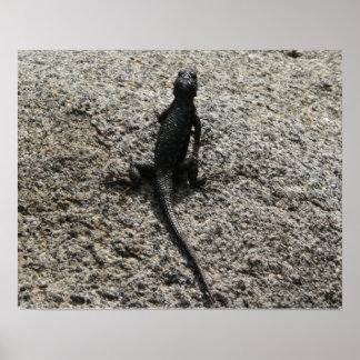 Black Lizard Poster