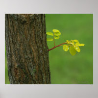 Black locust tree growing a new branch