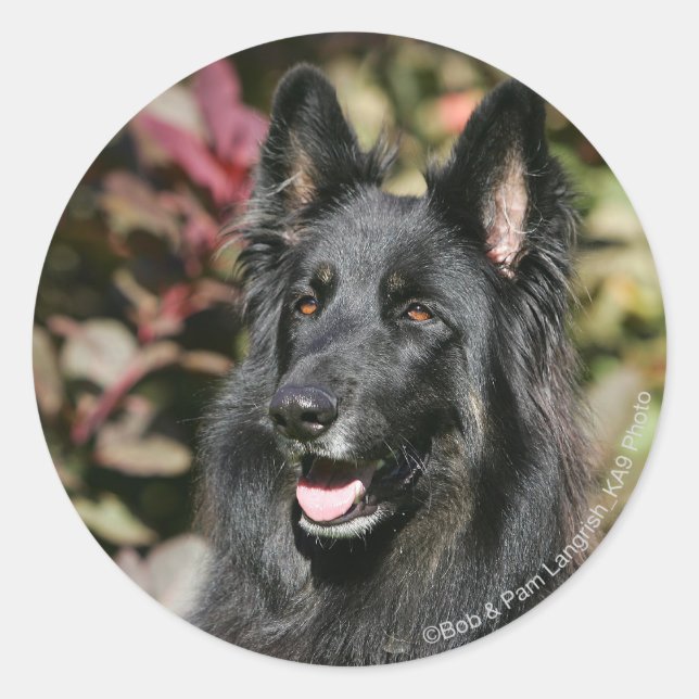 Black Long Haired German Shepherd Classic Round Sticker (Front)