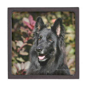 Long Haired German Shepherd Gifts On Zazzle Nz
