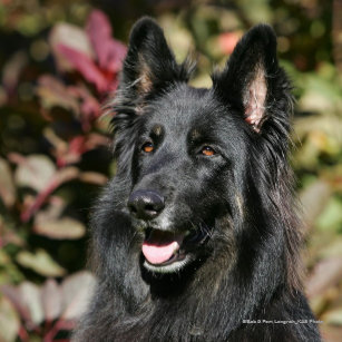 Long Haired German Shepherd Gifts On Zazzle Nz