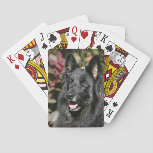 Black Long Haired German Shepherd Playing Cards