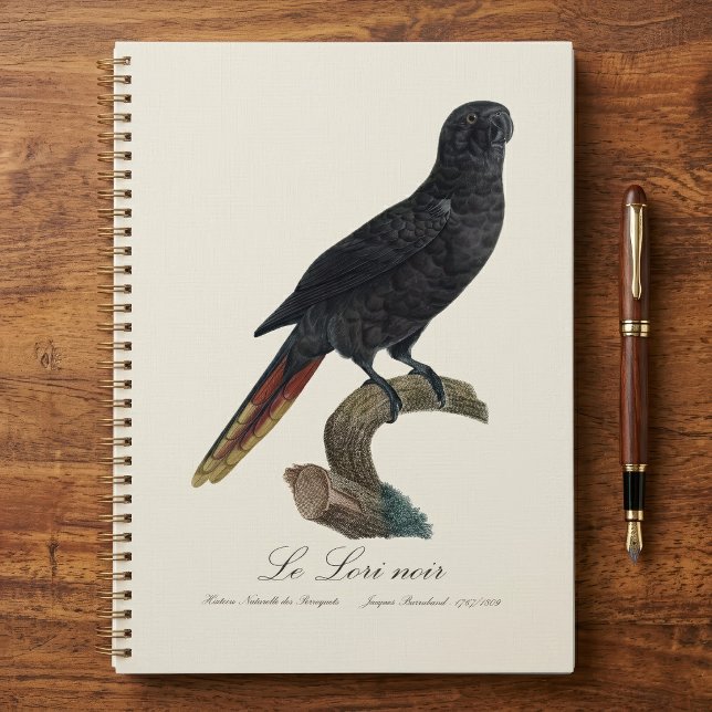 Black Lory or Red-Quilled Lory, Chalcopsitta atra Planner (Black Lory or Red-Quilled Lory, Chalcopsitta atra. Planner )