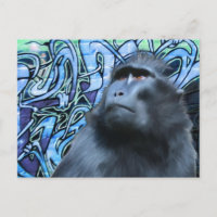 Black Macaque Post Card