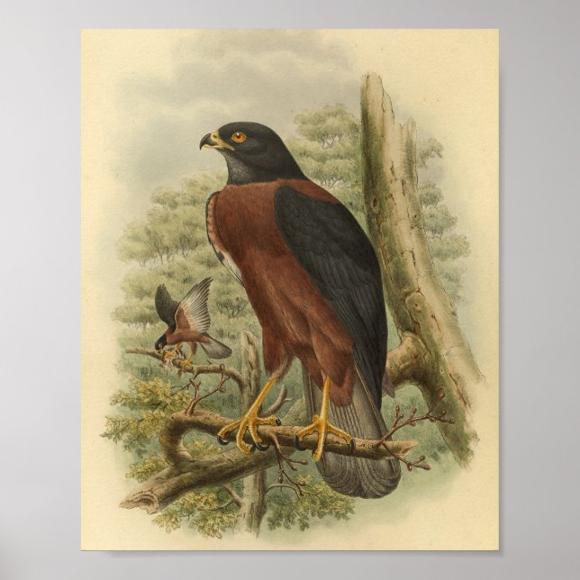 Black Mantled Goshawk Bird Colour Vintage Print (Front)