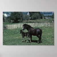 Black Mare and Foal
