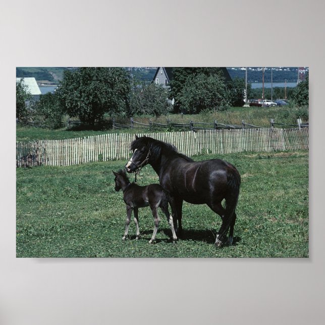 Black Mare and Foal Poster (Front)