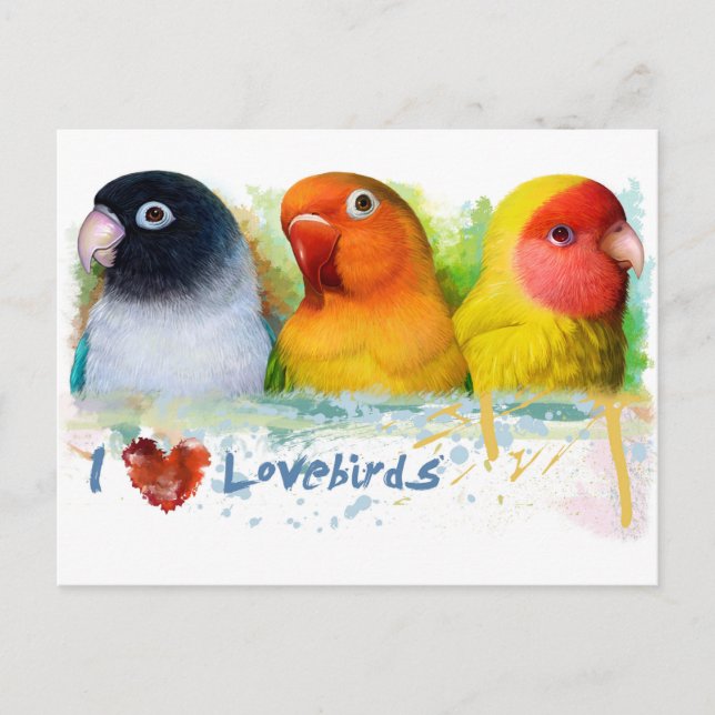 Black masked fischer Lutino peach faced lovebird Postcard (Front)