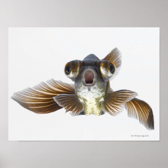 Black moor goldfish (Carassius auratus) 2 Poster (Front)