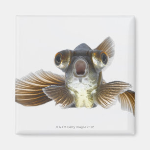 Black moor goldfish (Carassius auratus) Magnet