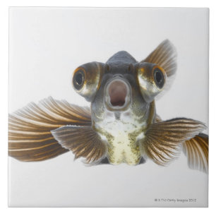 Black moor goldfish (Carassius auratus) Tile