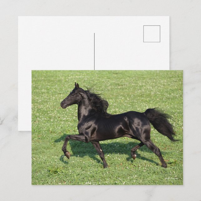 Black Morgan Stallion Mane and Tail Flowing Postcard (Front/Back)