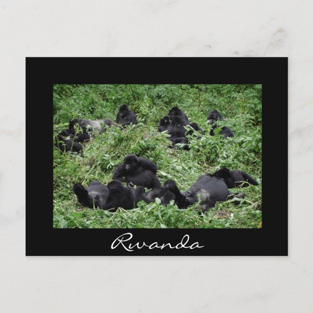 Black mountain gorilla group Rwanda postcard (Front)