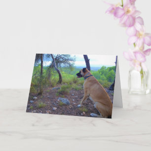 Black Mouth Cur Dog in Forest Card