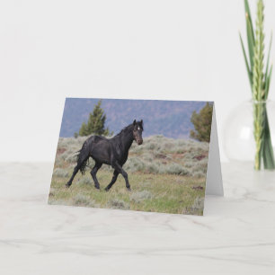 Black Mustang Stallion Folded Greeting Card