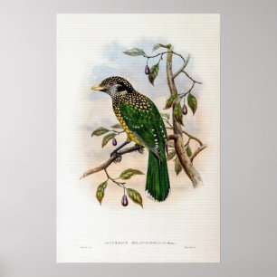 Black-naped Cat-bird by John Gould Poster