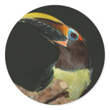 Black-necked aracari Toucan