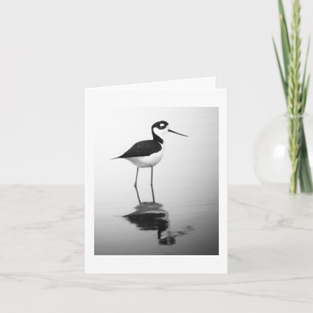 Black-necked Stilt Notecard (Front)