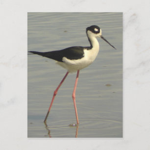 Black-necked Stilt Postcard