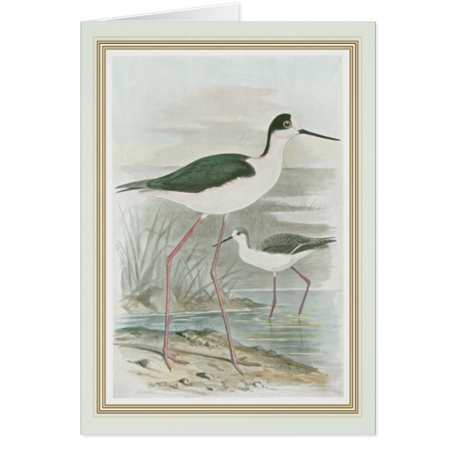 Black-Necked Stilts by the Water (Front)