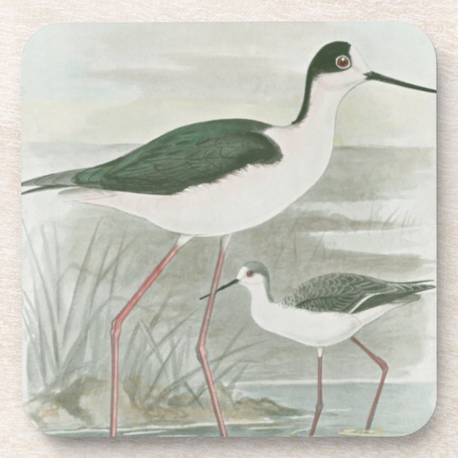 Black-Necked Stilts by the Water Coaster (Front)