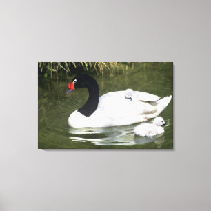 Black-necked swan adult and cygnets in water. canvas print