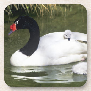 Black-necked swan adult and cygnets in water. coaster