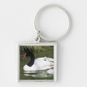Black-necked swan adult and cygnets in water. key ring