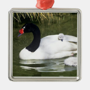 Black-necked swan adult and cygnets in water. metal tree decoration