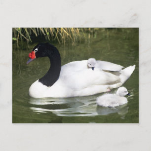 Black-necked swan adult and cygnets in water. postcard