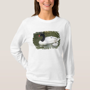 Black-necked swan adult and cygnets in water. T-Shirt