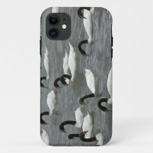 Black-necked swans (Cygnus melancoryphus) Case-Mate iPhone Case