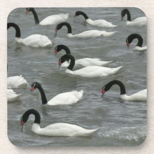 Black-necked swans (Cygnus melancoryphus) Coaster