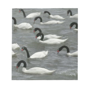 Black-necked swans (Cygnus melancoryphus) Notepad