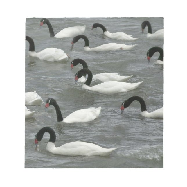 Black-necked swans (Cygnus melancoryphus) Notepad (Front)