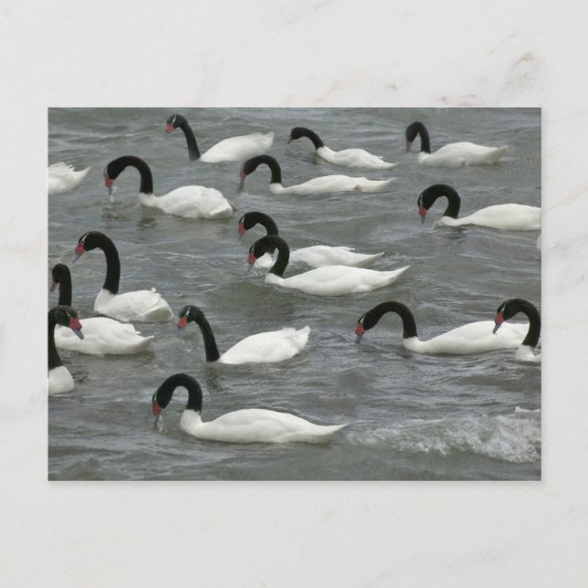 Black-necked swans (Cygnus melancoryphus) Postcard (Front)